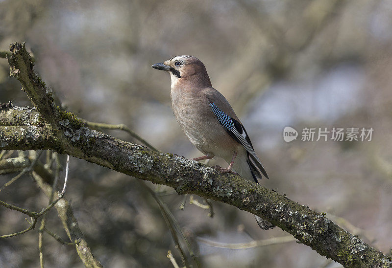 松鸦(Garrulus glandarius)栖息在林地的树枝上